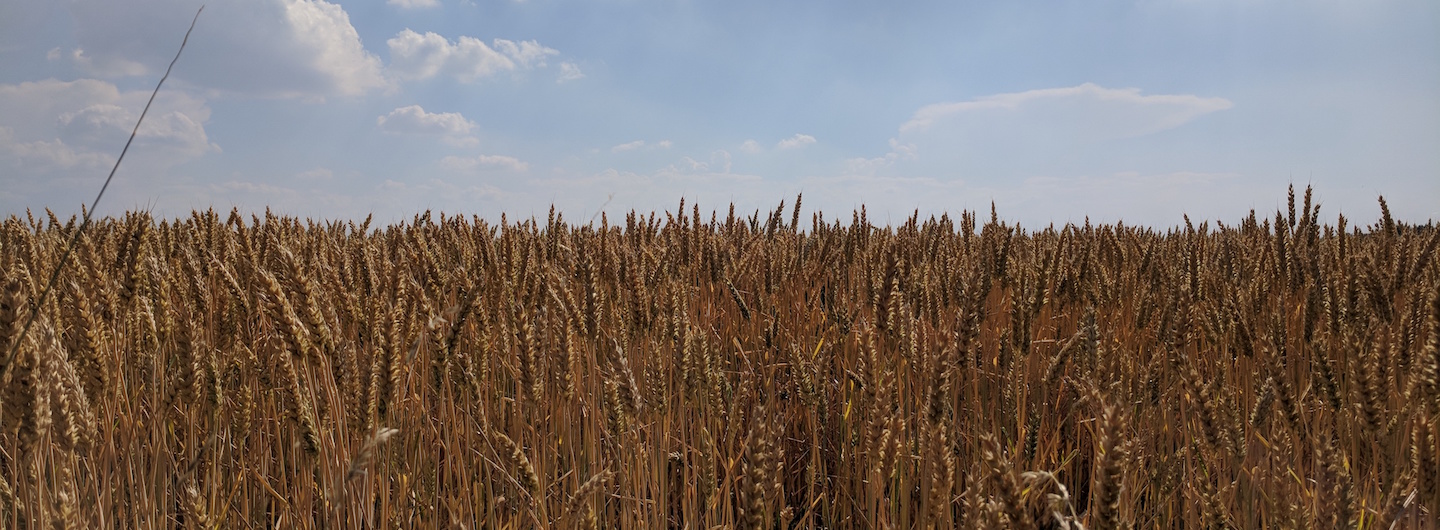 Street Bob Journal: Week 4